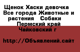 Щенок Хаски девочка - Все города Животные и растения » Собаки   . Пермский край,Чайковский г.